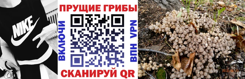 Купить закладки  Асино  Псилоцибиновые грибы мухоморы 