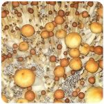 Псилоцибиновые (галлюциногенные)  грибы Psilocybin "Golden Teacher" в Асино