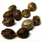 Семена марихуаны АК-47  (Seeds AK-47) в Асино